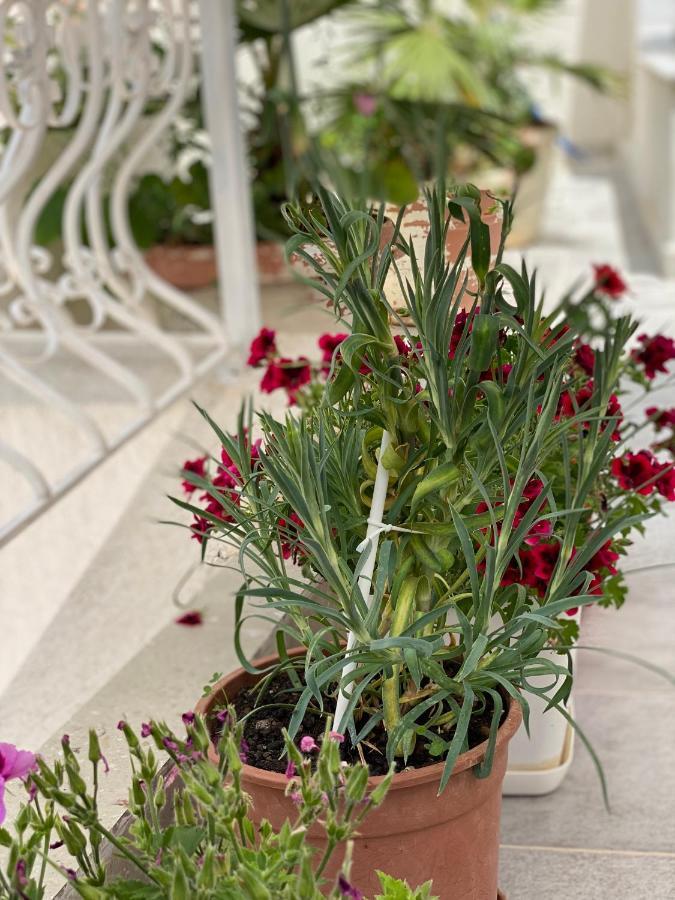 Violet'S Boutique Apartments ساراندا المظهر الخارجي الصورة